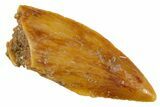 Serrated Raptor Tooth - Real Dinosaur Tooth #305499-1